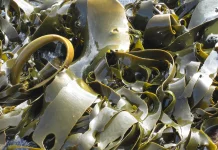 Rumput Laut Bermanfaat untuk Menurunkan Emisi Metana Ternak