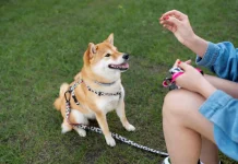 Guru Besar UGM Luruskan Isu Coronavirus Anjing