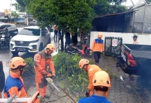 Dahan Pohon Lamtaro di Tegalrejo Tumbang, Sempat Ganggu Akses Jalan
