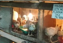 Peternak Rozak Bangun Ekosistem Ayam Semi-Organik Dari Mesin Tetas Triplek