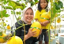 Manisnya Ngabuburit di Lumbung Mataraman Bulak Peni dengan Petik Melon Kirin