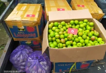 Distributor Buah Hadapi Tantangan dalam Suplai MBG