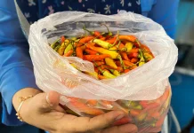 Cabai Magelang Diminati di Yogyakarta, Hasto Wardoyo Ungkapkan Faktanya