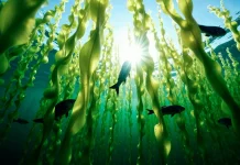Dosen UGM Teliti Rumput Laut Tropis Indonesia