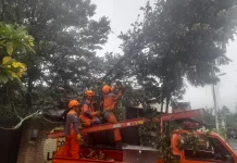 Hujan Angin Sebabkan Pohon Sawo Kecik di Gondokusuman Tumbang