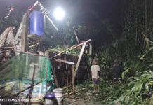 Rumpun Bambu di Seyegan Tumbang usai Hujan Angin, Timpa Kandang Puyuh