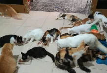 Ternyata Ini Dampak Positif Memelihara Kucing di Rumah