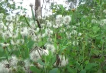 Ketumbar Bolivia,  gulma yang kaya manfaat