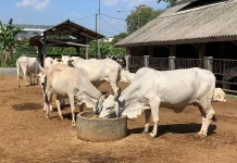 Guru Besar UGM Kritik Kebutuhan Sapi Potong untuk MBG