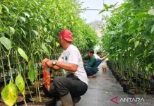 Urban Farming Solusi Ketahanan Pangan dan Pengelolaan Sampah Kota