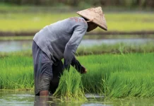 Daya Beli Petani Meningkat