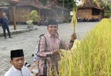 Tradisi Wiwit, Syukur Petani dan Inovasi Tanam Padi di Galon Bekas