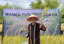 Replikasi Padi Galon "JUL 14" Dongkrak Ketahanan Pangan