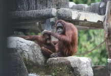 Berstandar Internasional, GL Zoo Cetak Puncak Libur Lebaran 11 Ribu Wisatawan