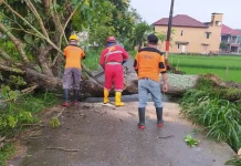 Imbas Hujan Deras, Genting Beterbangan hingga Pohon Tumbang di Prambanan