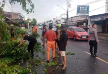 Cuaca Ekstrem, Sebuah Pohon Tumbang di Panggungharjo Sewon