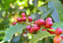 Jaga Kualitas Kopi Merapi, Pemda DIY Lakukan ini