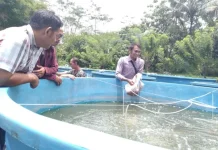 Cara agar Lele Tumbuh Optimal, Ini Strateginya