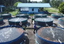 Rahasia Panen Optimal Budidaya Ikan Sistem Bioflok