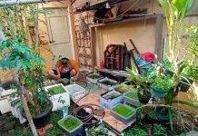 Ini 4 Kunci Sukses Budidaya Ikan Guppy Hanya Berbekal Ember