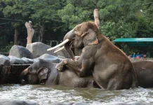 Penuhi Standar Asosiasi Kebun Binatang Dunia, Ini yang Dilakukan GL Zoo
