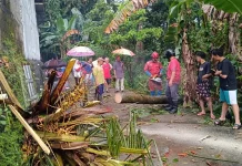 imbas Angin Hujan Angin, Dua Kapanewon Terdampak Pohon Tumbang