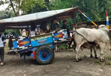 Gerobak Sapi Jadi Magnet Utama Desa Wisata Palgading