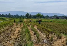 Dilema Pelestarian Lahan Sawah dan Pengembangan Ekonomi
