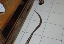 Dua Remaja Diringkus Warga Usai Kedapatan Bawa Celurit di Jalan Samas