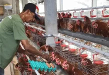 Ternak Ayam Aktiva Jaya Mampu Hasilkan 520 Butir Telur Omega Per Hari