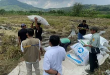 Bulog DIY Serap 101.000 Ton Gabah, Pastikan Harga Layak di Tingkat Petani