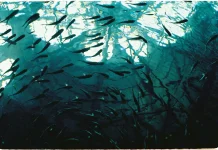 Ancaman Ikan Sapu-sapu di Sungai