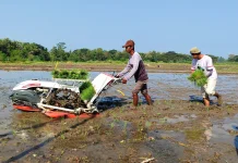 Padi dan Jagung Paling Rentan pada Suhu Ekstrem Pancaroba