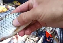 Diduga Keracunan Limbah, Sejumlah Ikan di Sungai Belik Mati