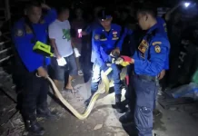 Diduga Peliharaan Lepas, Ular Piton Langka Masuk Kandang Warga Jetis