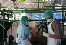 Fapet UGM Kembangkan Laboratorium Hidup Fistula Sapi Perah Bersama FKH