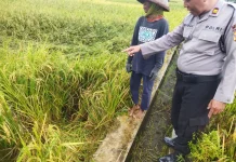 Cari Jerami di Sawah, Seorang Kakek Tewas Tersambar Petir