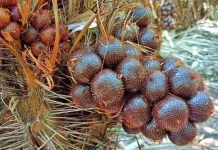 Salak Pondoh Sleman Mendunia, Produksi Naik Berkat Peremajaan