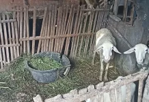 Triwidadi Farm Lahirkan Inovasi Ketahanan Pangan