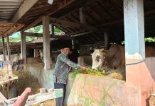 Permintaan Sapi di Sleman Naik jelang Iduladha, Pembeli Inden Dua Bulan