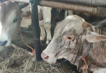 Iduladha 2026, Bantul Kekurangan Sapi Pejantan untuk Kurban