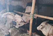 Jelang Iduladha, Seluruh Ternak di Bantul Dipantau Kondisi Kesehatannya