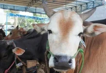 Apakah Hewan Kurban Harus Jantan? Ini Alasannya