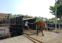 Sembilan Sapi di Sleman Diincar Jadi Sapi Kurban Presiden