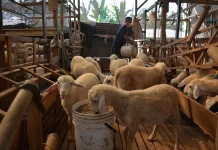Di Tengah Isu Keterbatasan, Stok Hewan Kurban Bantul Aman Jelang Iduladha