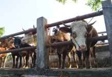 Menjelang Iduladha, Gunungkidul Surplus Hewan Kurban