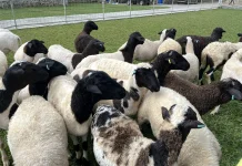 Aktivitas Jual Beli Hewan Kurban di Gunungkidul Mulai Meningkat