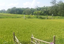 Terhindar dari Dampak El-Nino 2026, Gunungkidul Siap Panen Padi
