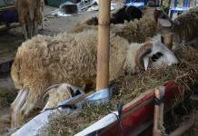 Stok Hewan Kurban Dipastikan Aman, Pasokan Didatangkan Dari Luar Kota Yogyakarta