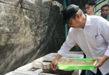 Perkuat Toponimi Kampung Gambiran, Hasto dan Mahasiswa KKN UPN Semai Biji Gambir
